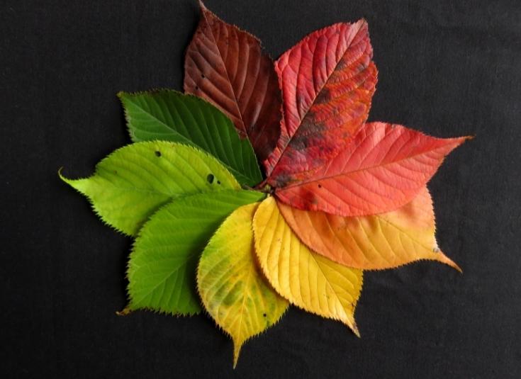 9 Herbstblätter, bunte Blätter